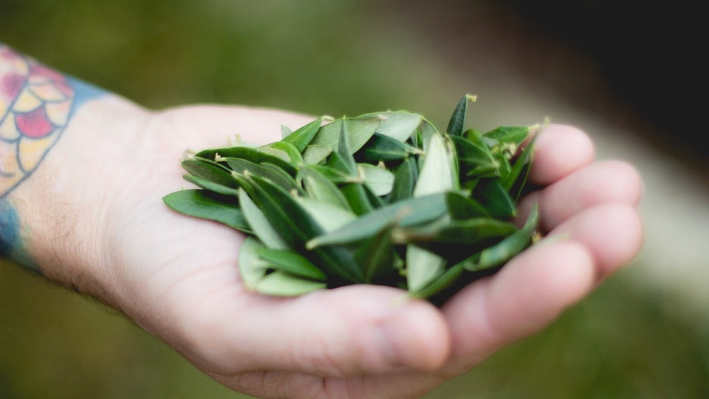 What To Know About Olive Leaf Tea: Answers To 7 Common Questions